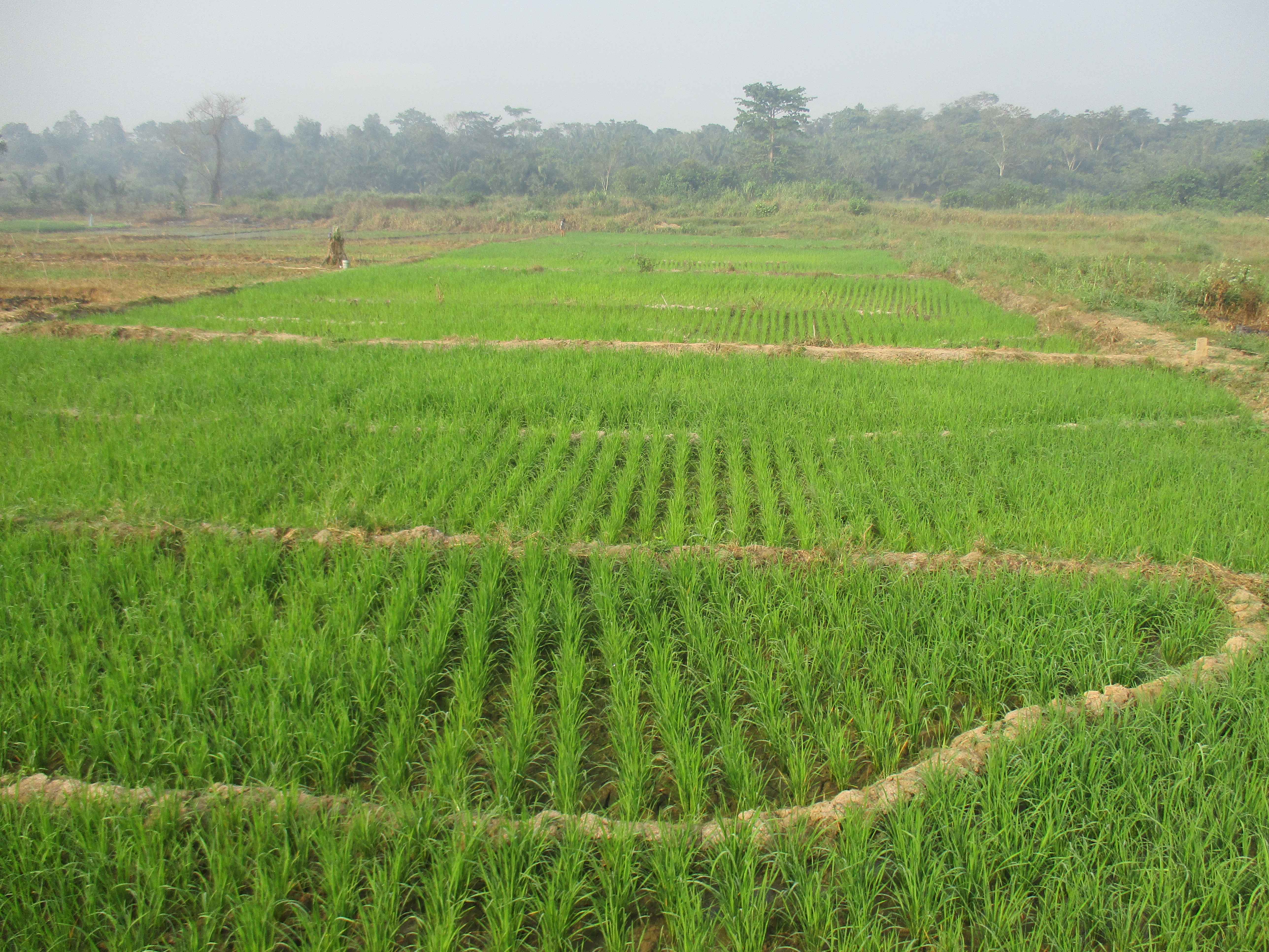 Northern Rural Growth Project, Ashanti and Brong Ahafo Regions