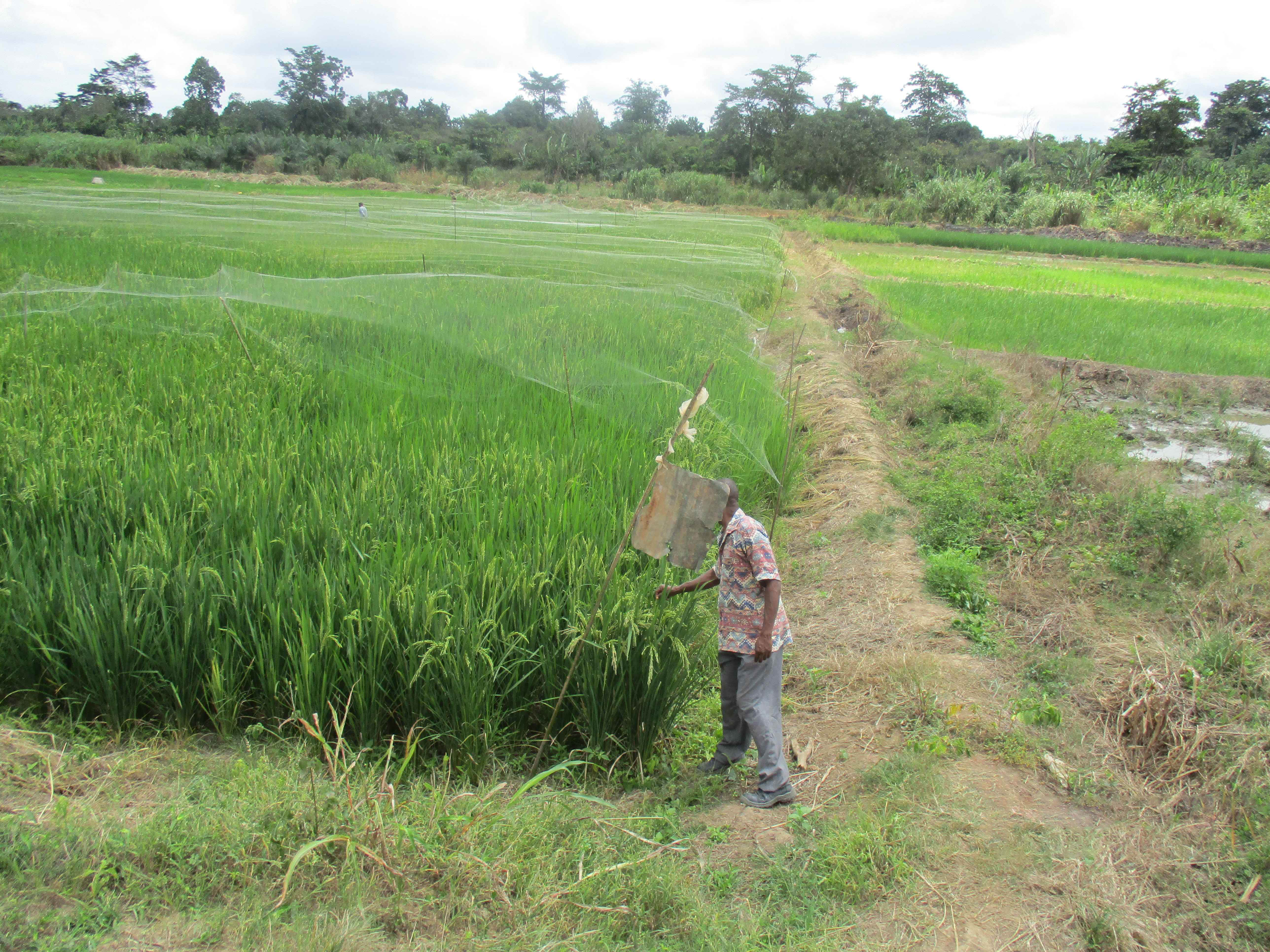Northern Rural Growth Project, Ashanti and Brong Ahafo Regions